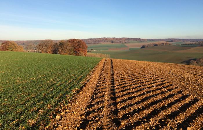Un Groupement Foncier Agricole Mutuel pour les Ardennes