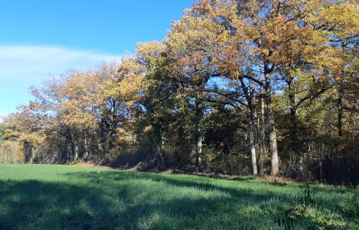 Transmettre du foncier forestier